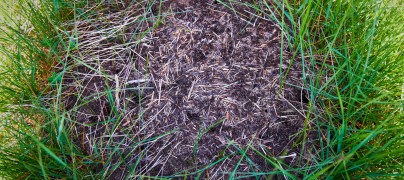 Swarm Intelligence: Solving complex problems through Ant Colony Optimization