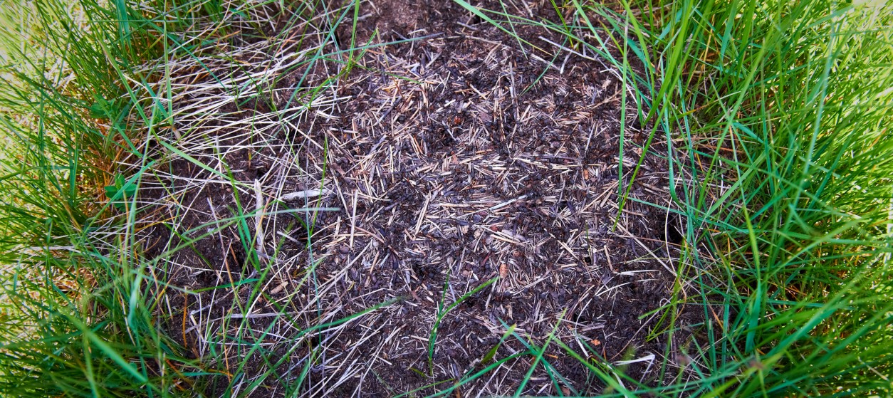 Swarm Intelligence: Solving complex problems through Ant Colony Optimization